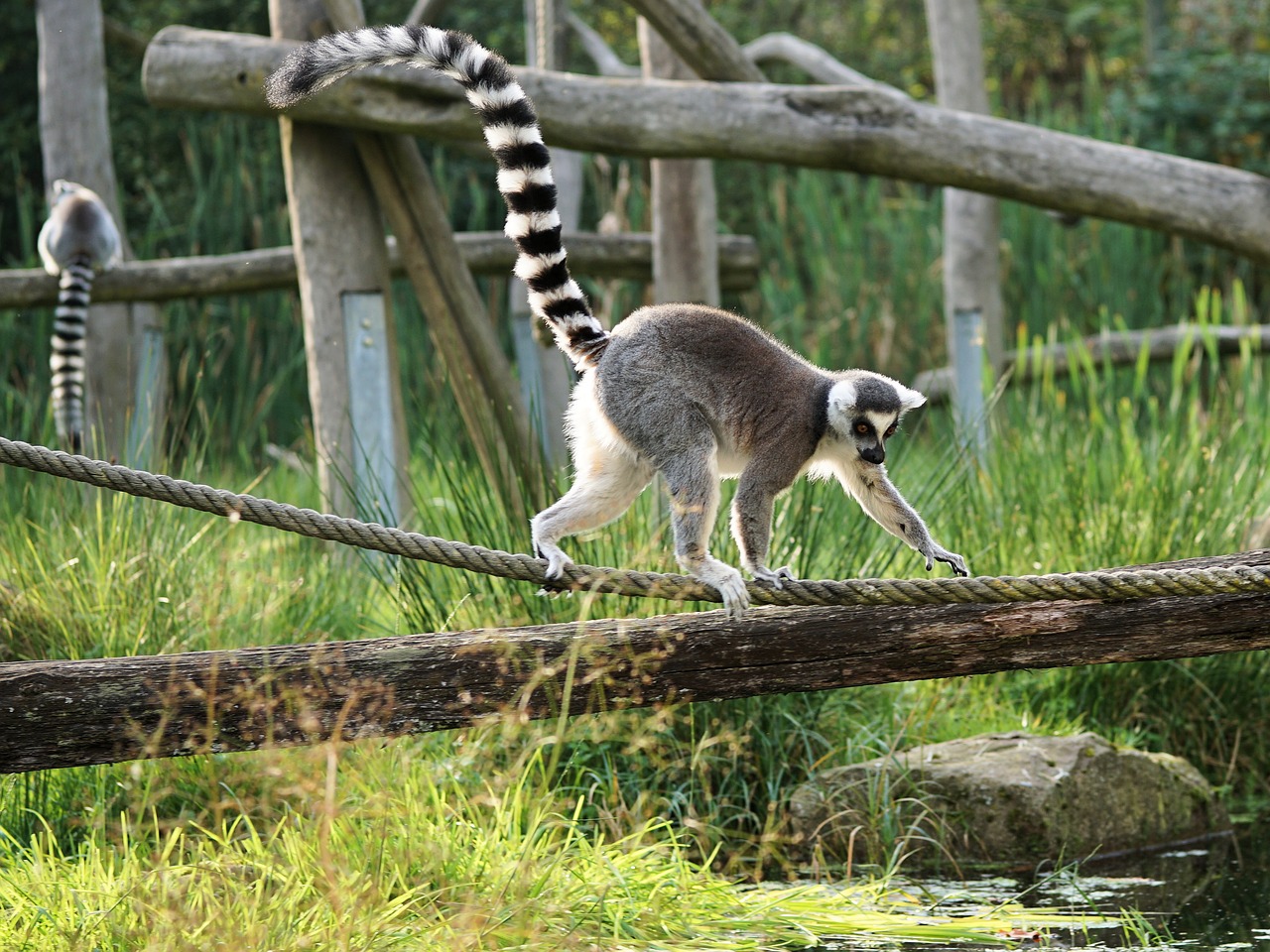 lemuriens-madagascar